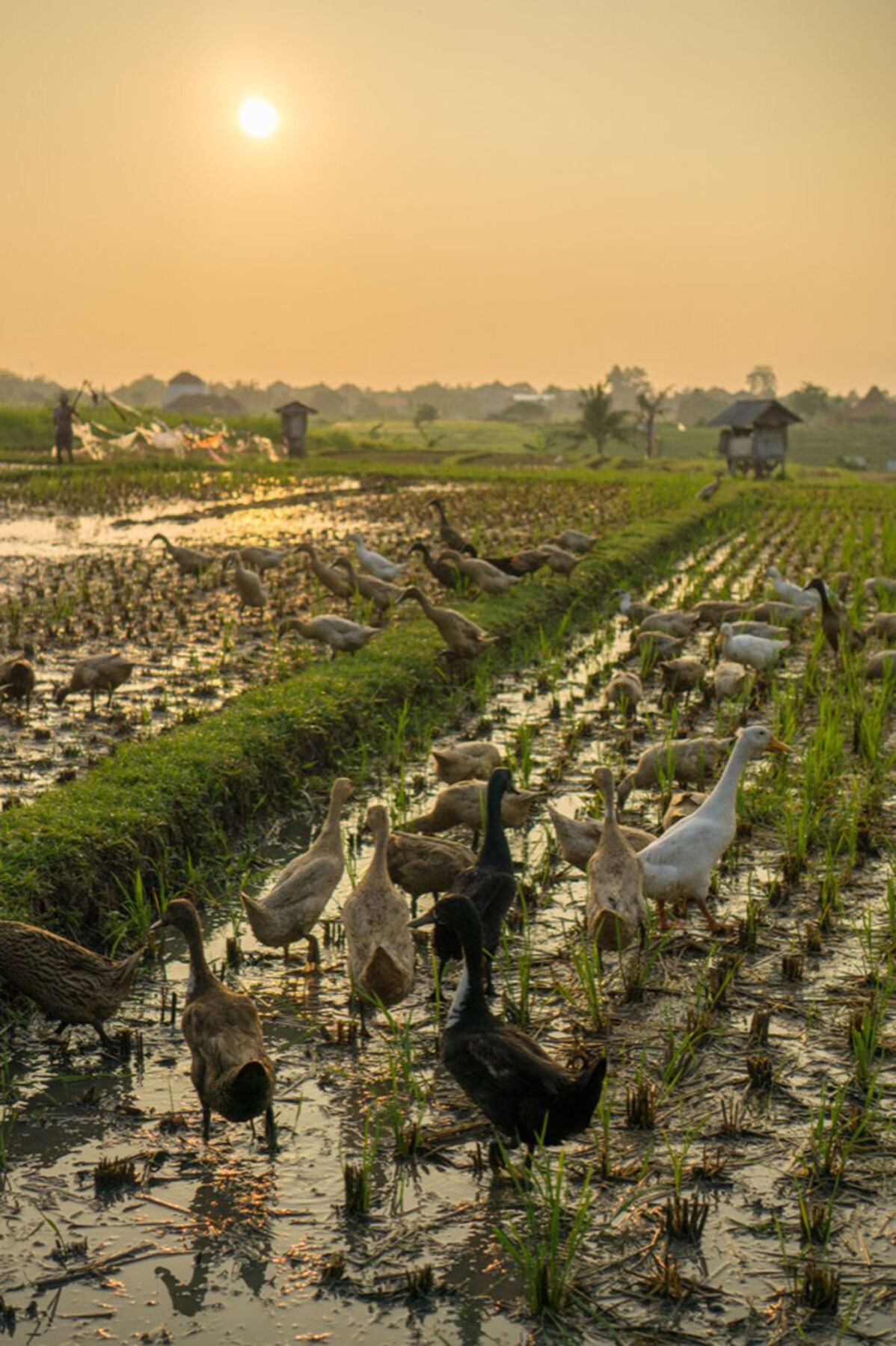 Sotis Villas Canggu Esterno foto